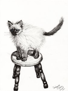 Pudsquiz Belina, 2015 - Vincent Alexander Booth